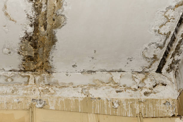 Best Airborne Mold Testing  in Tigard, OR
