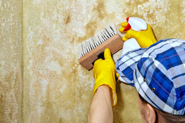 Best Mold Prevention Services  in Tigard, OR