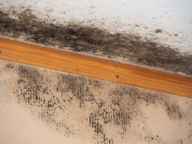 Best Post-Construction Mold Inspection  in Tigard, OR