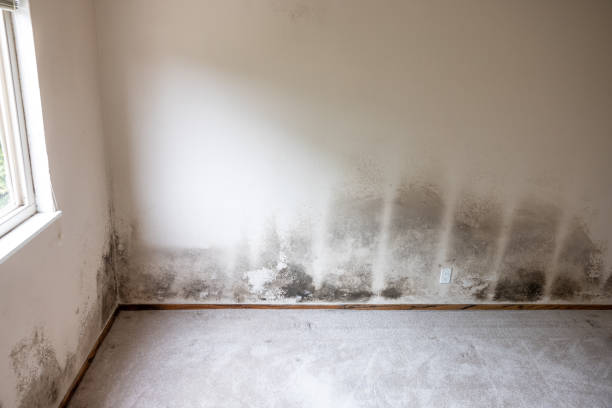 Best Emergency Mold Remediation  in Tigard, OR