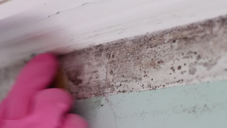 Best Industrial Mold Remediation  in Tigard, OR
